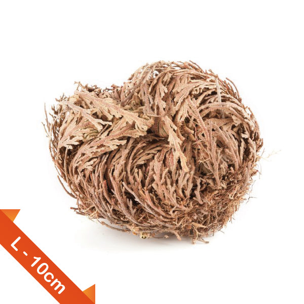 ROSA DI GERICO – L 10 CM IN SCATOLA DI CARTONE